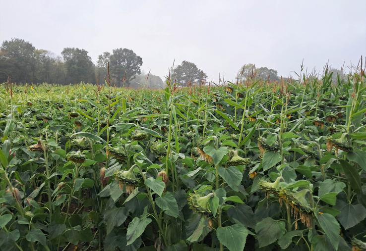 Cive d'été. Disposant d'une bonne résistance au stress hydrique et thermique, le tournesol, en association avec du maïs ou du sorgho, s'avère une solution satisfaisante en Seine-Maritime, d'autant que certaines variétés, spécifiques aux Cive, s'affichent à un prix très abordable.