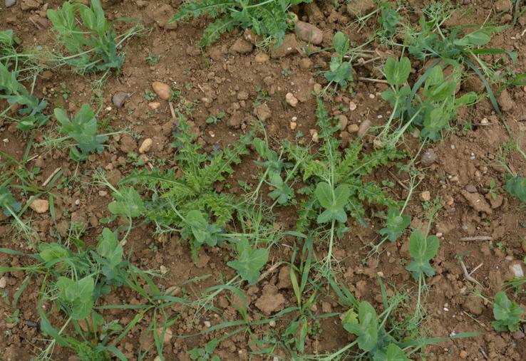 Adventices dans pois protéagineux.