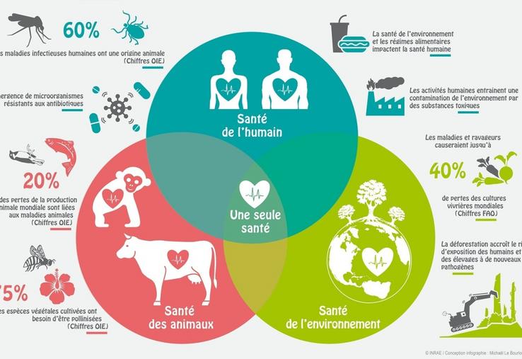 « Une Seule Santé », une approche qui met en évidence les liens entre humains, animaux et environnement.