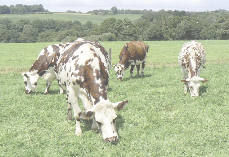 Le rendement apparent par vache laitière (VL) a fortement progressé, compensant une nouvelle baisse du cheptel.